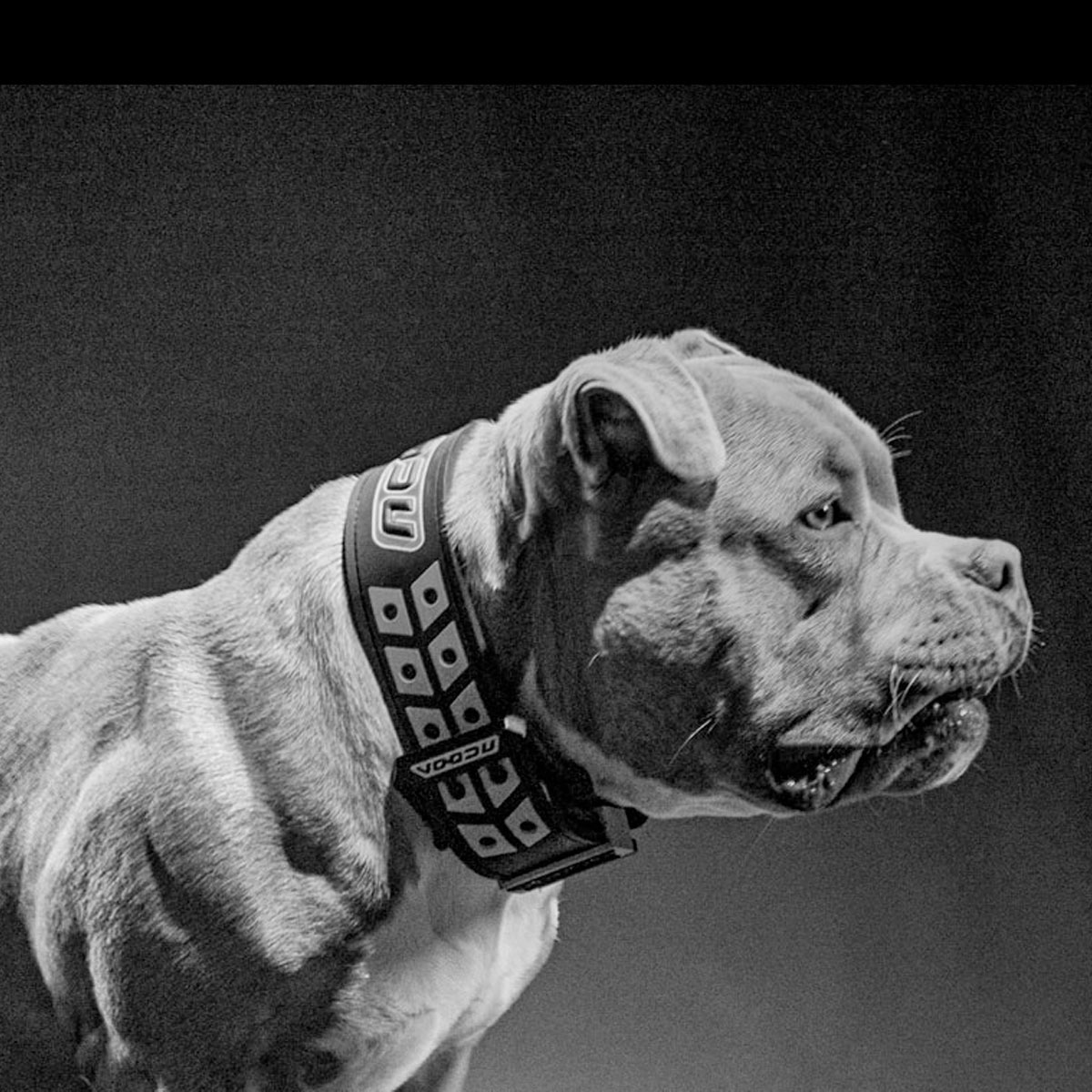 Collares personalizados para perros grandes